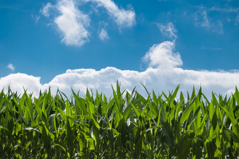 clouds-corn-field-2678-828x550