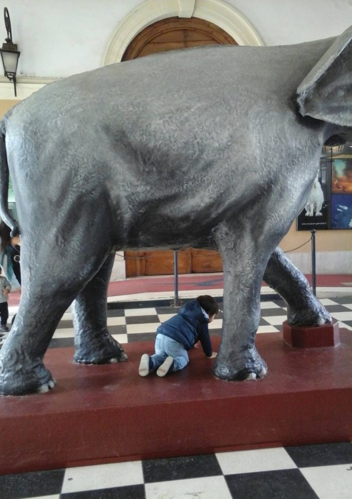 elephant-bebe